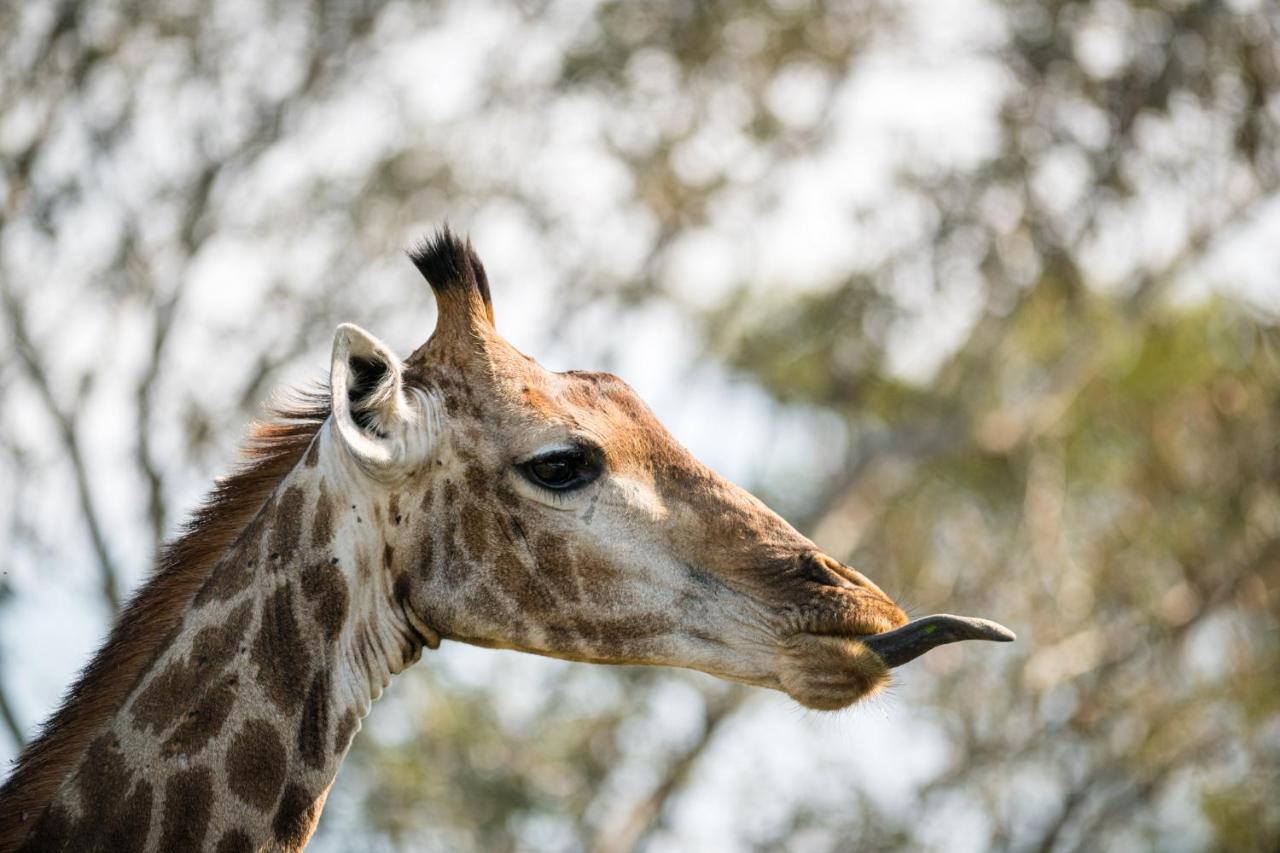 Nkuhlu Tented Camp Skukuza Esterno foto