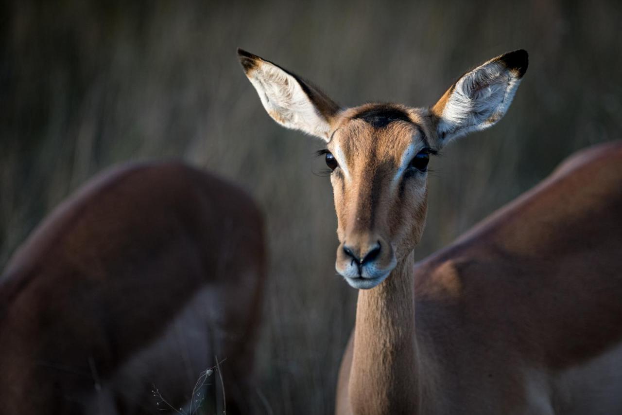 Nkuhlu Tented Camp Skukuza Esterno foto