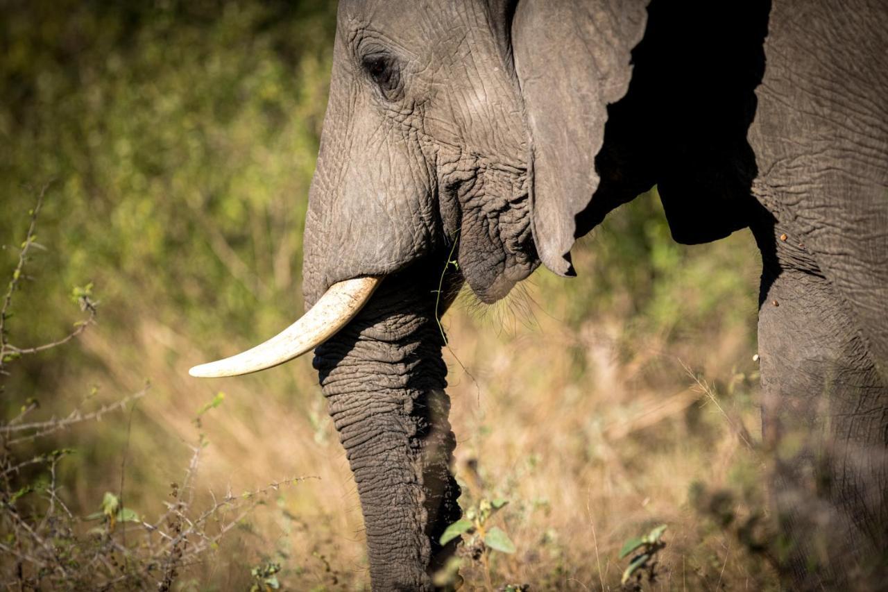 Nkuhlu Tented Camp Skukuza Esterno foto