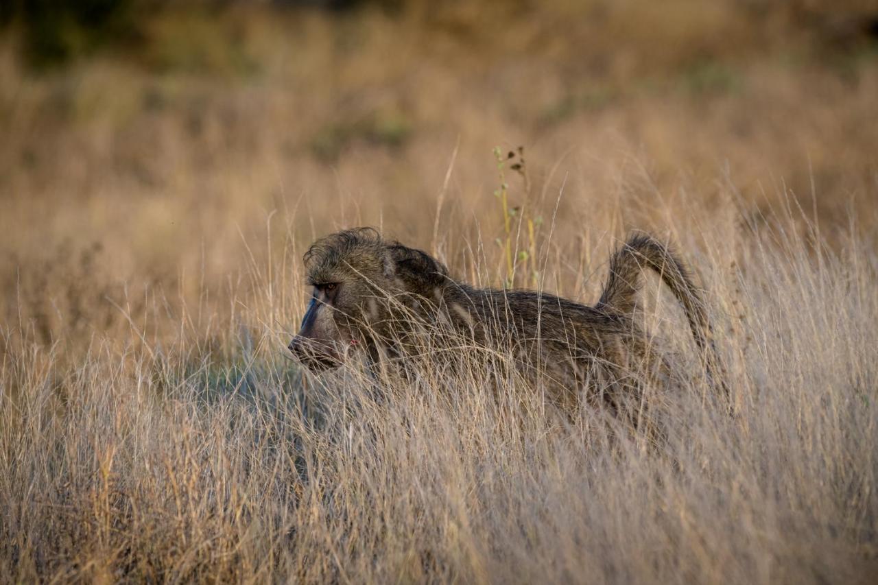 Nkuhlu Tented Camp Skukuza Esterno foto