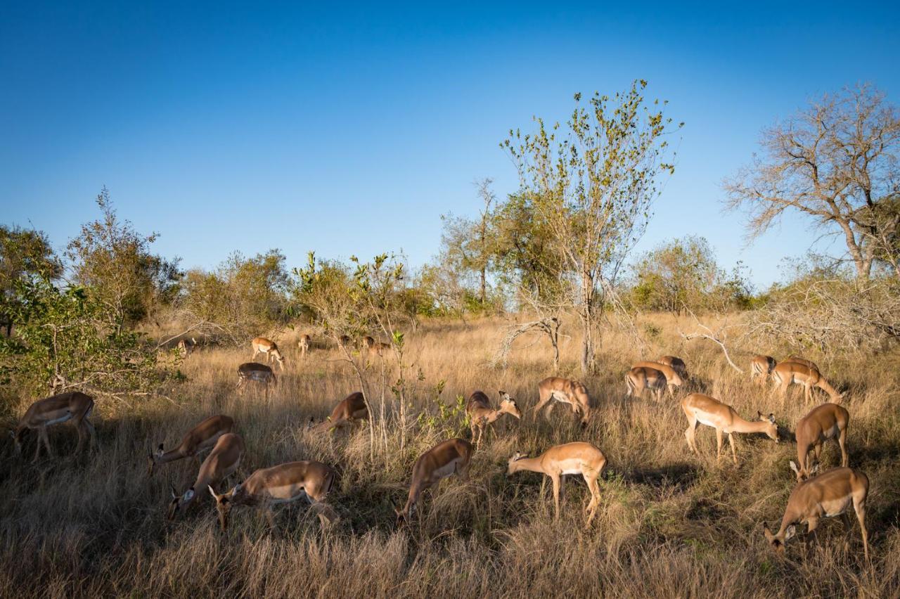 Nkuhlu Tented Camp Skukuza Esterno foto